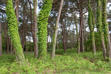 Ivy Covered Tree Trunks 