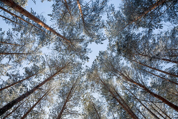 trees in the sky