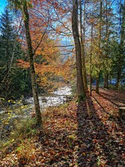 Herbstlandschaft mit einem Fluss / Bach und Bäumen mit bunt gefärbtem Laub