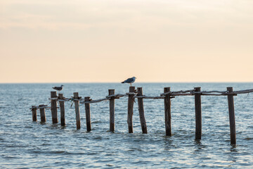 Fototapeta premium aves en el mar