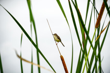 Spatz auf Schilfrohr