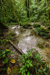 bosque tropical cerca de La Parroquia (Lancetillo),El Quiche, Sierra de los Cuchumatanes,Guatemala, Central America