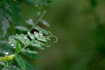 vicia cracca or tufted, cow, bird, blue or boreal vetch alone twig covered with water drops after dew or rain sparkling like diamonds-summer green background with a space for advertising text
