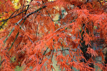 close-up image with detail of the texture of the orange and red leaves of a marsh cypress in autumn on the branches of the tree