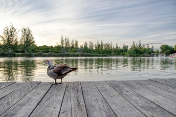 Patos en estanque al atardecer Valencia España 