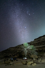 Milky Way arching over a lone palm tree in the desert night sky of Oman