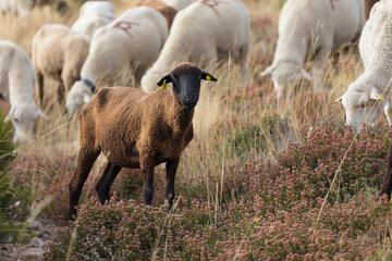 oveja negra en trashumancia