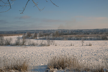 trees in the snow