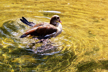 Image of a winged Egyptian goose in a lake, Alopochen aegyptiaca