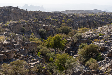 Rocky desert valley with scattered green shrubs and distant mountains in Oman