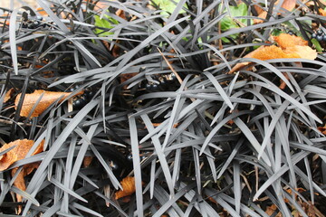 Schlangenbart im Herbst