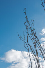 tree branches against blue sky