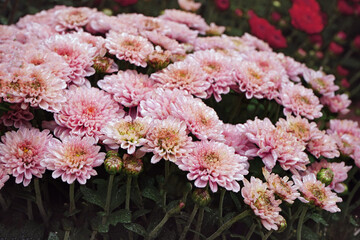 Pink chrysanthemum flowers in morning chill.