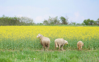 Schafe vor Rapsfeld