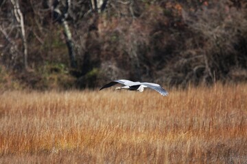 Blue Heron_5