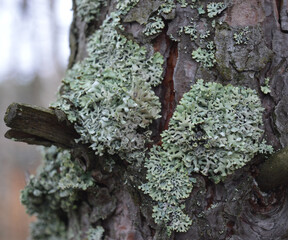lichen and moss grow and develop on the bark of a tree in a wet autumn forest