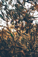 black olives on a tree in contrasting light