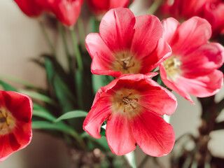 bouquet of tulips close-up macro