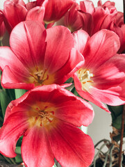 Obraz na płótnie Canvas bouquet of tulips close-up macro