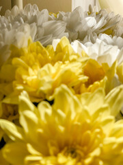 bouquet of chrysanthemums close-up macro