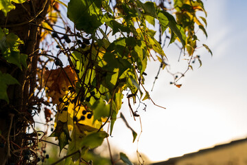 Blätter in der Abend-Sonne