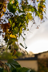 Blätter in der Abend-Sonne