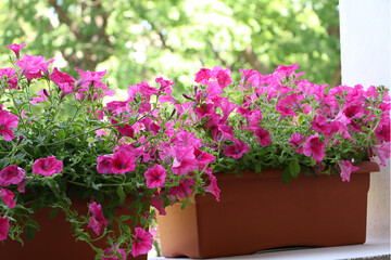 Fototapeta na wymiar Bright pink petunia in the pots.Outdoor decoration concept.