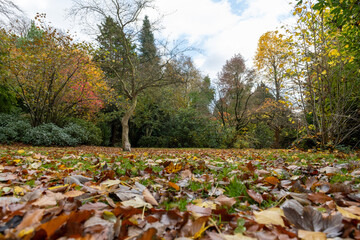 autumn forest path