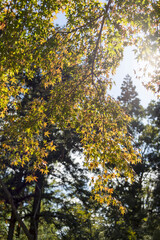 View of forest park in Kobe in early autumn
