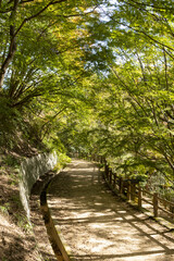 View of forest park in Kobe in early autumn