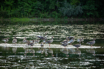 Graugänse auf dem Bibrisee in Laupheim