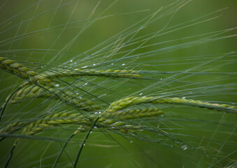 épi de blé vert avec des gouttes de pluie