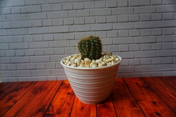 Cactus plant isolated against a background behind a wall, aloe vera or succulents in small pots.