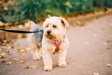 havanese dog park