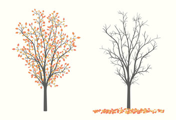 Drawing of autumn trees in two versions with leaves and without leaves