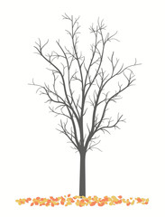 Drawing of an autumn tree without leaves on a white background