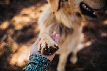 golden retriever giving paw in the forest