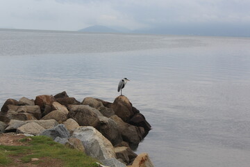Cocoi heron, Ardea cocoi.