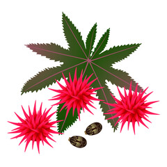 Castor oil fruits and seeds on white background.