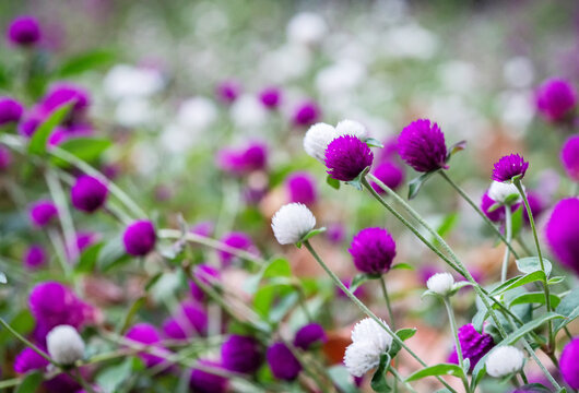 gomphrena spherical  amaz ing flowering in ground . November 2 in park of Lazarevskaya - Big Sochi , Russia.