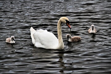 A close up of a Mute Swan and Cygnets