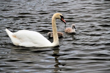 A close up of a Mute Swan and Cygnets