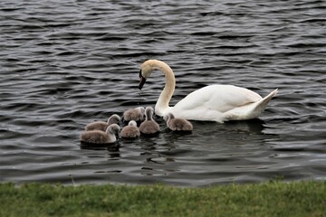 A close up of a Mute Swan and Cygnets