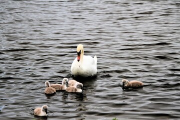 A close up of a Mute Swan and Cygnets