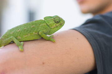 Green common chameleon on a man's arm.
Man with a chameleon on his arm, in Zahora, Andalusian, Spain.