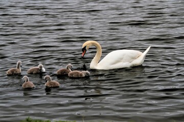 A close up of a Mute Swan and Cygnets