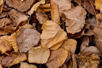 Fototapeta na wymiar Yellow, brown, orange poplar leaves on the ground. Abstract photography. Art photography.