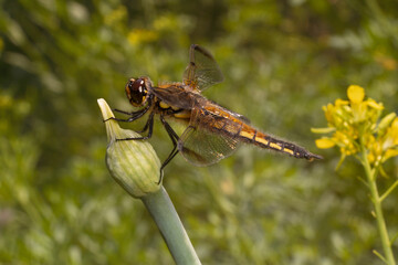 The four-spotted chaser on onion bud. Libellula quadrimaculata, four-spotted skimmer, female.