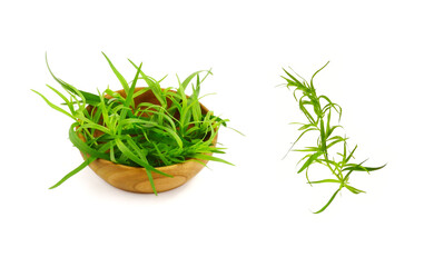 Tarragon or Estragon (Artemisia dracunculus) Culinary Herb. Isolated on White.