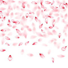 Pink sakura flower flying petals isolated on white vector background.